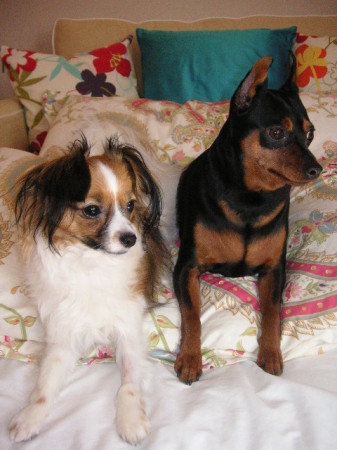 MY DOGGIES.....SOPHIE AND SPIKE