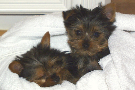 Sugar and Spike - Baby Pictures