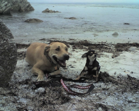 Our doggies...Forrest and Bella