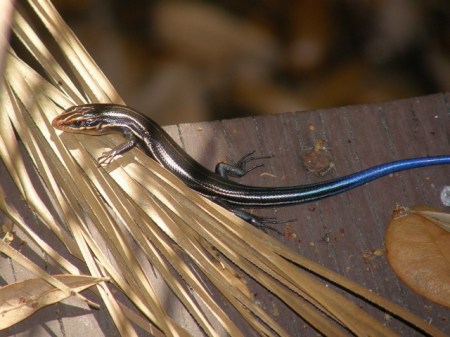 Five-Lined Skink