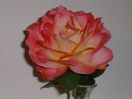 One of our roses