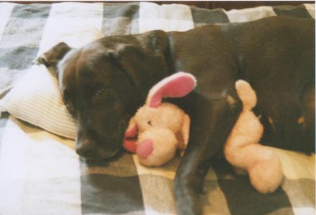 Jezebelles and her favorite toy napping