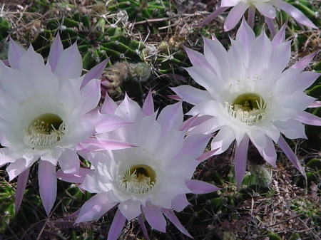 Easter Lily Cactus