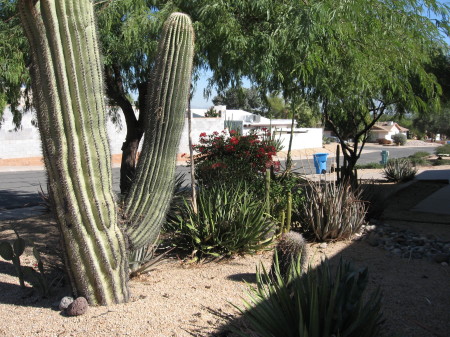 If you live in AZ you gotta have a Saguaro Cactus in the front yard