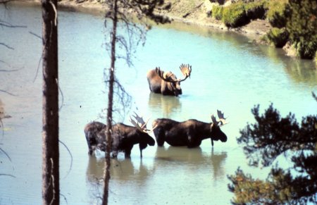 A few Moose