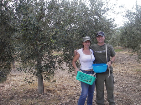 Picking Olives in Sicily