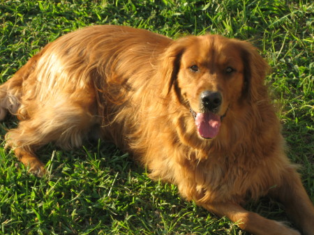 Our 3 yr. old Golden Retriever, Guffy