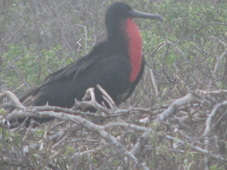 Male Frigatebird - Seymour Island - Galapagos