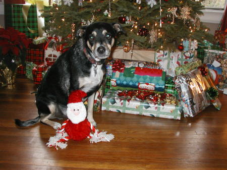 Buster gets a Santa Tugga!