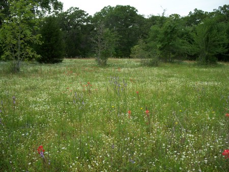 Wildflowers