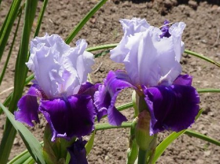 purple iris