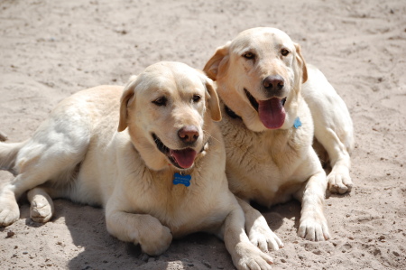 Our dogs Yellow Labs - Max and Bob