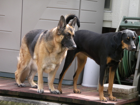 Gypsy 8 Year old  German Shepherd