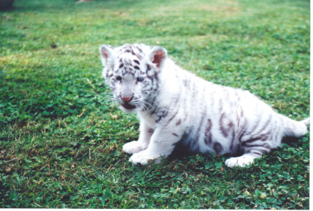 White Tiger "Annabelle" - check out that cute belly!