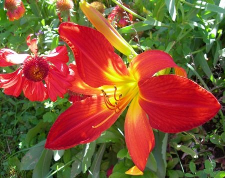 Daylily 'Christmas Ribbon'