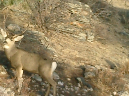 2005 Christmas Buck