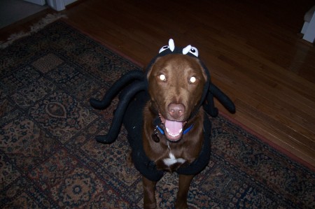 Henry, ready to go to his party. A HALLOWEEN party for dogs!!! Now I've heard everything!! Oh well!