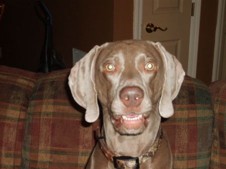 Jake (Weimaraner)