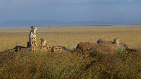Three Brothers, Maasai Mara, Kenya, 2010