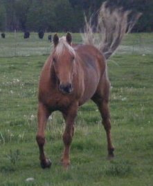 Barbara Barber's album, Barb&#39;s horses