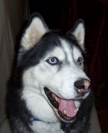 Our Siberian Husky