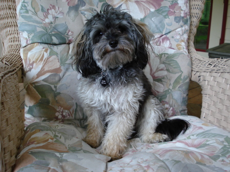 My New YorkiePoo!  His name is "Boogie"