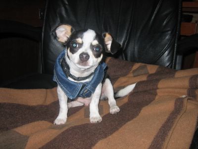 Boo Boo in his jean jacket