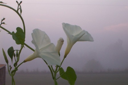 Moonflower