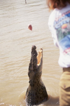 jumping croc