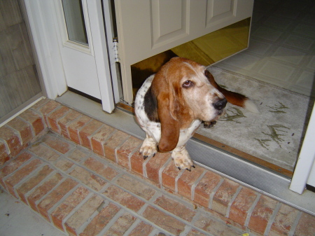 My Basset Hound