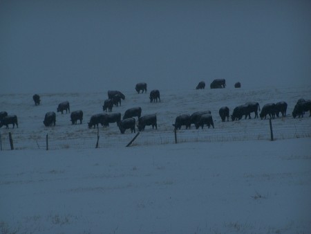 cows in snow - may