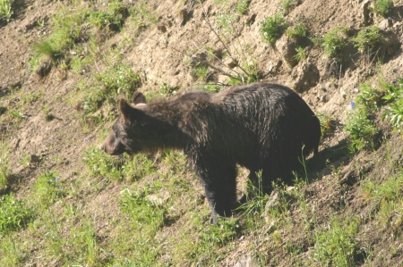 Black Bear in the wild