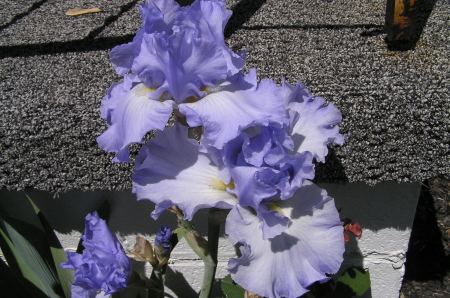 Purple Iris