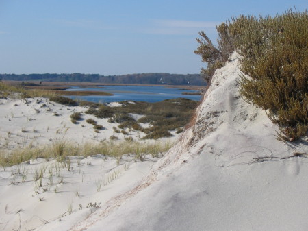 sand dunes, eastern Massachusetts