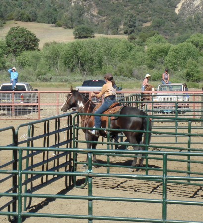 cattle sorting 2007