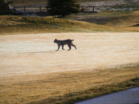 CHECKIN OUT THE 6TH GREEN