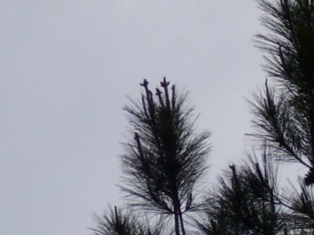 Only around Easter time Crosses develop on top of the pine trees.