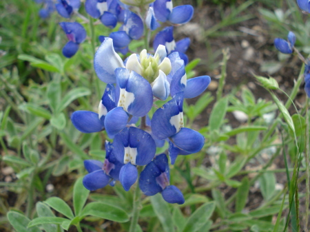 my texas bluebonnets