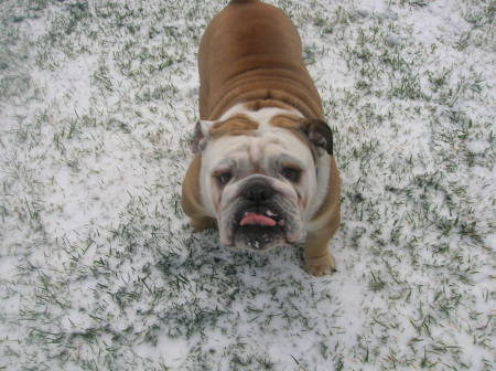 my english bulldog pancho