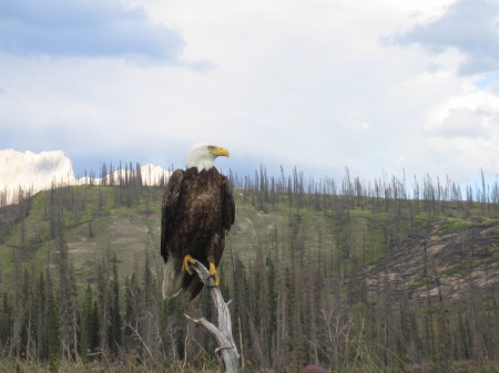 Majestic Bald Eagle, Talbot Lake, Jasper, Alberta