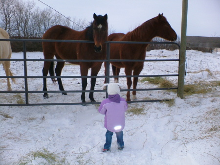 Feeding the horses