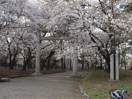 Cherry Blossoms in Japan