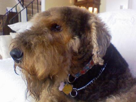Daisy - Airedale Terrier