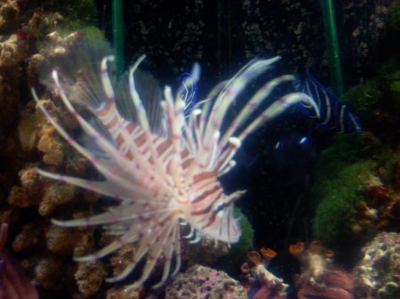 One of my lion fish,,,,ROSA