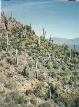 Ariz. desert - 1994