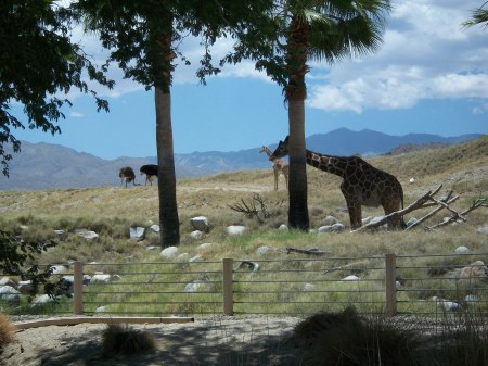 Teri Pintacura's album, Living desert zoo