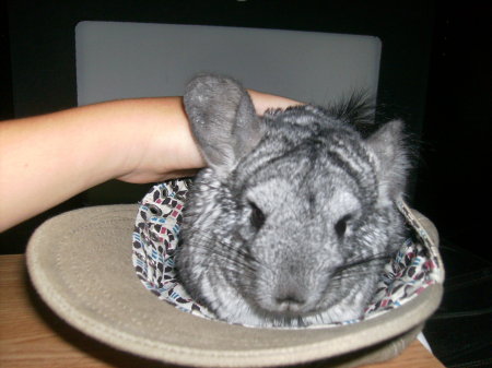 Booger, our chinchilla