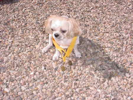 Xena, the Shih-Tzu Princess