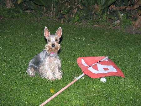 Trinket - Half Miniature Schnauzer & Half Yorkie (Schn-orkie)