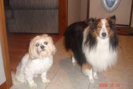 My Dogs-Snickers & Freckles